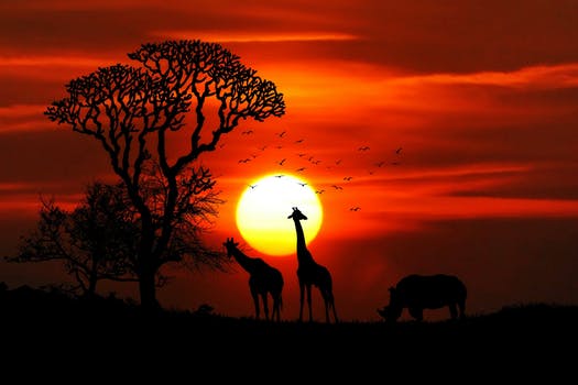 pexels safari sunset