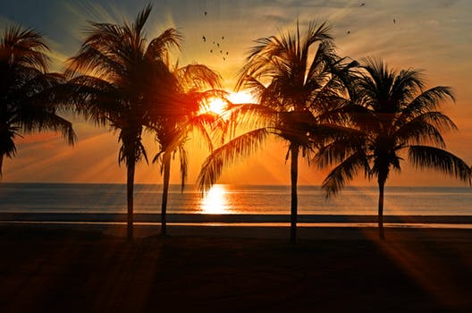 sunset palm trees